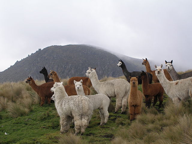 Alpaca Habitat